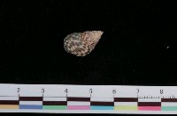 藏品(芝麻螺)的圖片